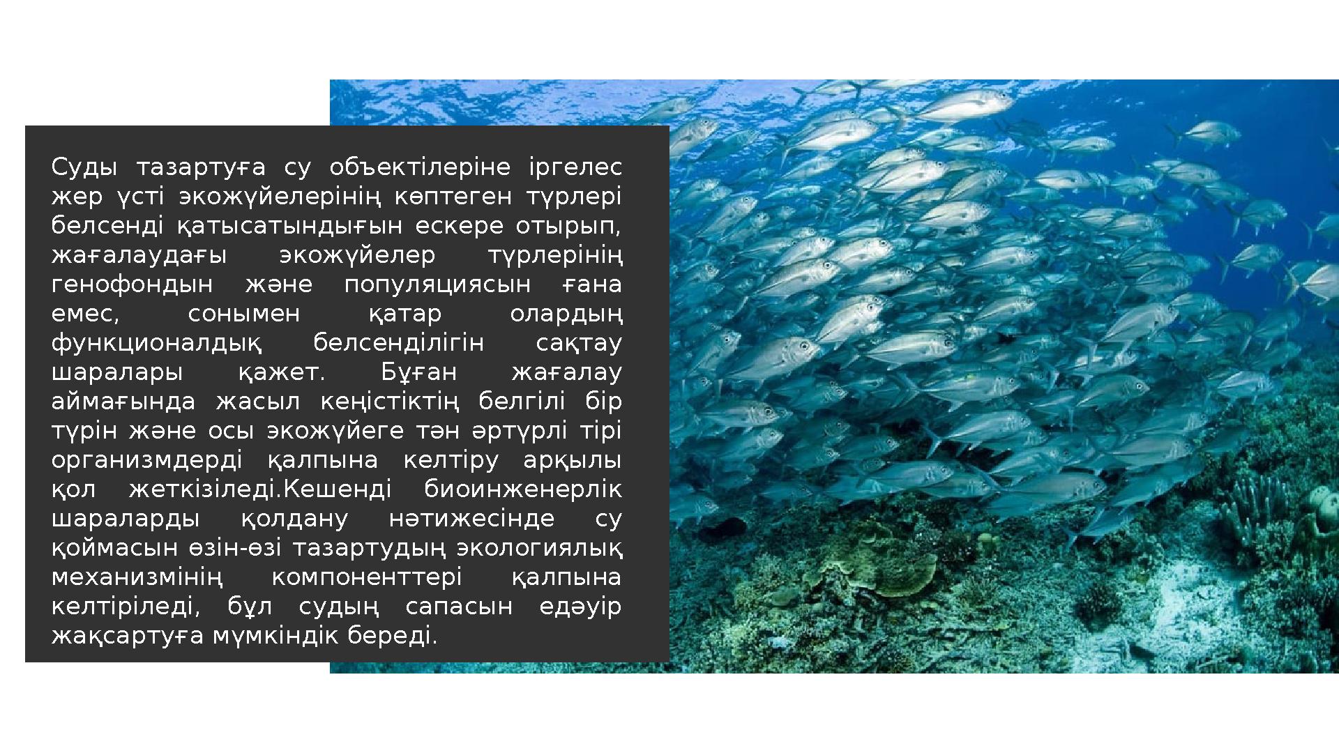 Суды тазартуға су объектілеріне іргелес жер үсті экожүйелерінің көптеген түрлері белсенді қатысатындығын ескере оты