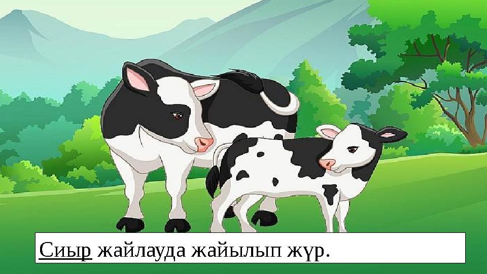 Сиыр жайлауда жайылып жүр.
