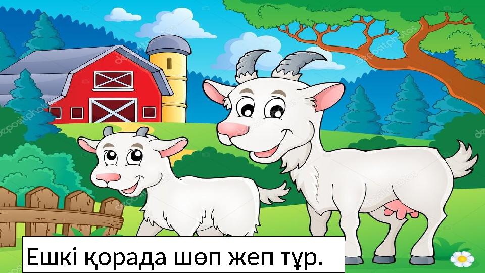 Ешкі қорада шөп жеп тұр.