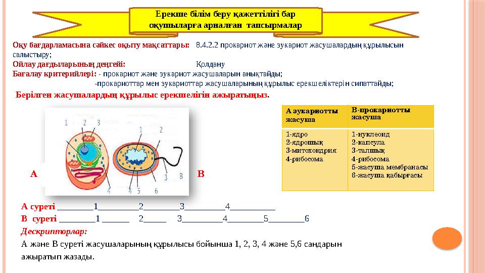 Оқу бағдарламасына сәйкес оқыту мақсаттары: 8.4.2.2 прокариот және эукариот жасушалардың құрылысын салыстыру; Ойлау дағдыл