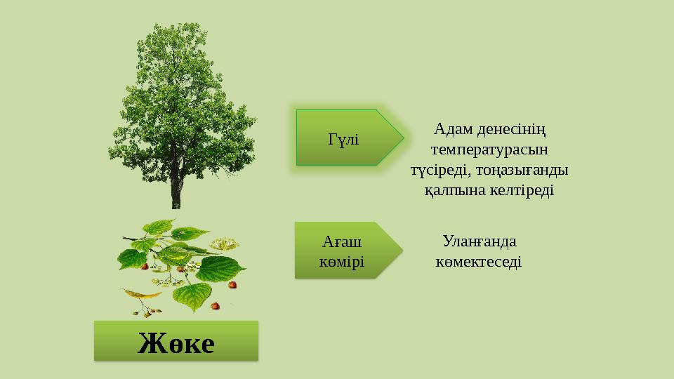 Жөке Гүлі Ағаш көмірі Адам денесінің температурасын түсіреді, тоңазығанды қалпына келтіреді Уланғанда көмектеседі