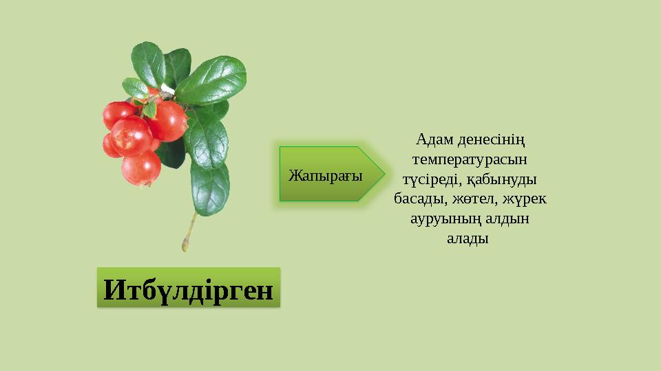 Итбүлдірген Жапырағы Адам денесінің температурасын түсіреді, қабынуды басады, жөтел, жүрек ауруының алдын алады