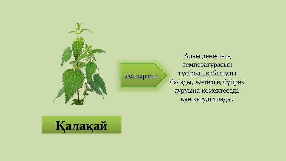 Қалақай Жапырағы Адам денесінің температурасын түсіреді, қабынуды басады, жөтелге, бүйрек ауруына көмектеседі, қан кетуд