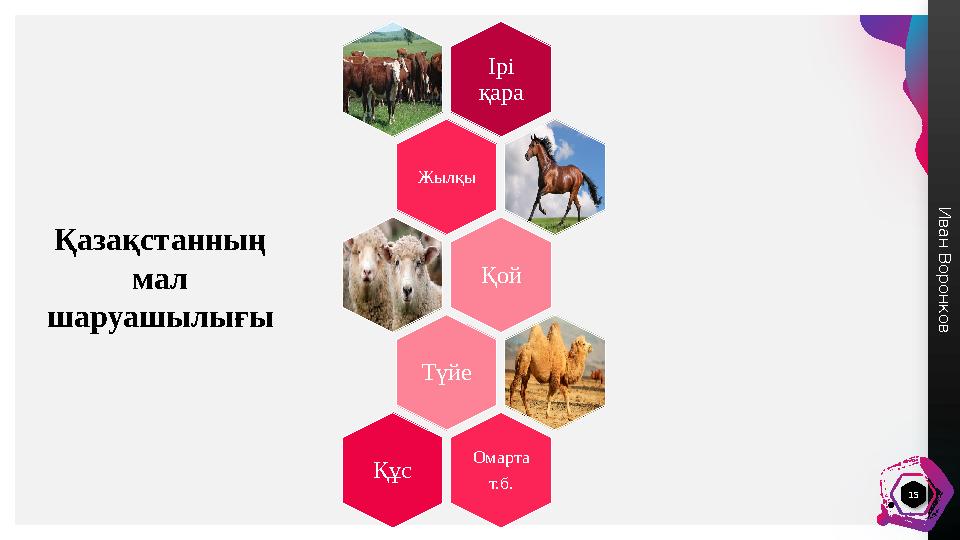 И в а н В о р о н к о в 15 Ірі қара Жылқы Қой Түйе Омарта т.б. Құс Қазақстанның мал шаруашылығы