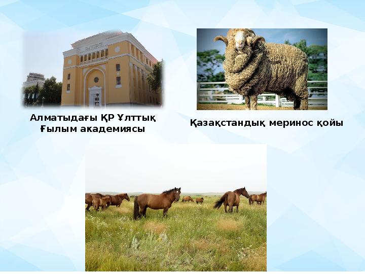 Алматыдағы ҚР Ұлттық Ғылым академиясы Қазақстандық меринос қойы
