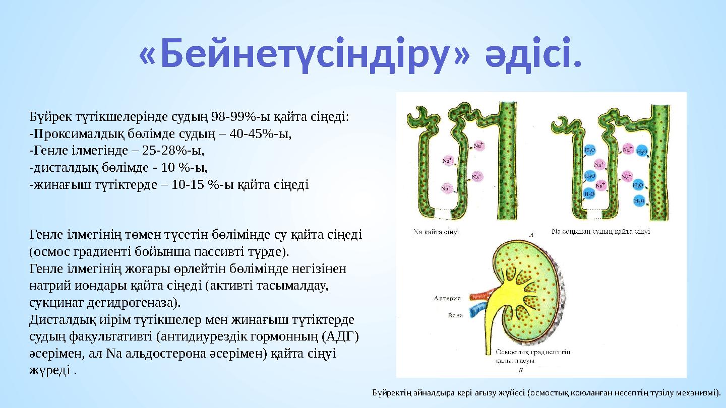 «Бейнетүсіндіру» әдісі. Бүйрек түтікшелерінде судың 98-99%-ы қайта сіңеді: -Проксималдық бөлімде судың – 40-45%-ы, -Генле ілмегі
