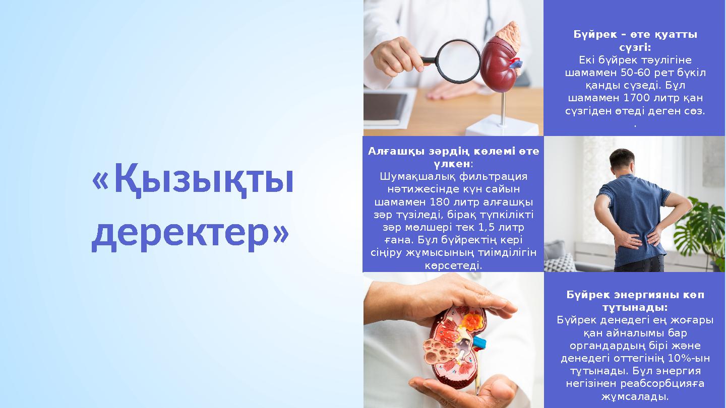 «Қызықты деректер» Алғашқы зәрдің көлемі өте үлкен: Шумақшалық фильтрация нәтижесінде күн сайын шамамен 180 литр алғашқы зә