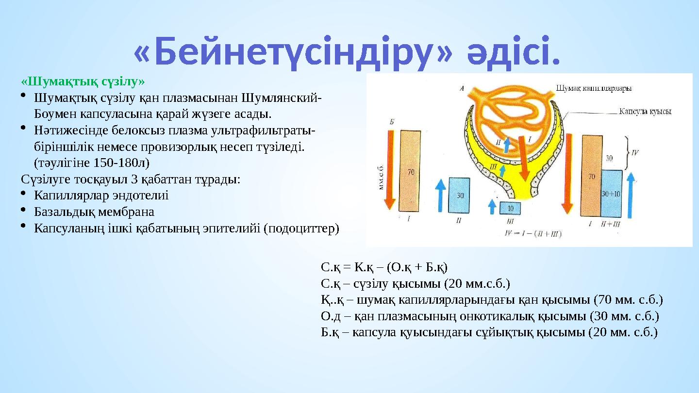 «Бейнетүсіндіру» әдісі. «Шумақтық сүзілу» Шумақтық сүзілу қан плазмасынан Шумлянский- Боумен капсуласына қарай жүзеге асады. 