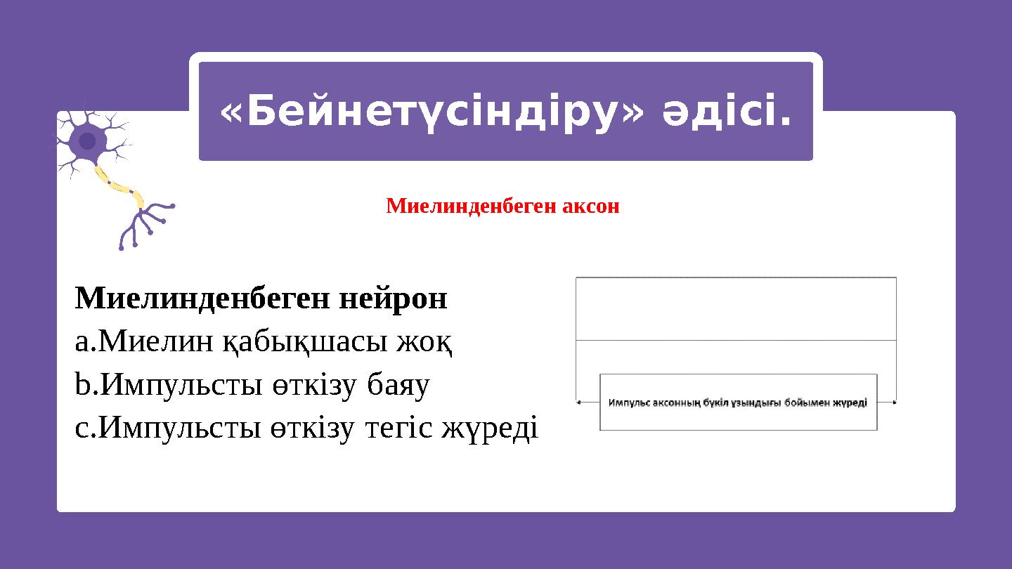 «Бейнетүсіндіру» әдісі. Миелинденбеген нейрон a.Миелин қабықшасы жоқ b.Импульсты өткізу баяу c.Импульсты өткізу тегіс жүреді Ми