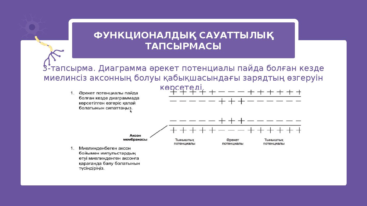 ФУНКЦИОНАЛДЫҚ САУАТТЫЛЫҚ ТАПСЫРМАСЫ 3-тапсырма. Диаграмма әрекет потенциалы пайда болған кезде миелинсіз аксонның болуы қабықш