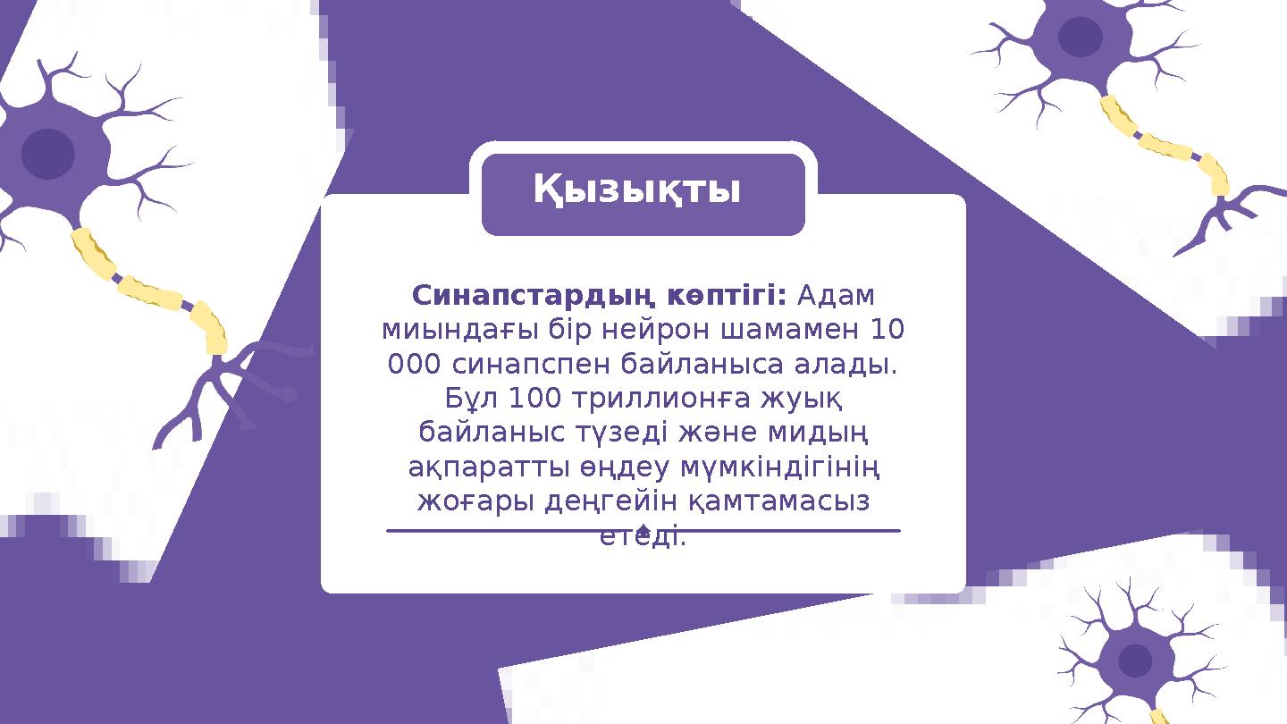 Синапстардың көптігі: Адам миындағы бір нейрон шамамен 10 000 синапспен байланыса алады. Бұл 100 триллионға жуық байланыс тү