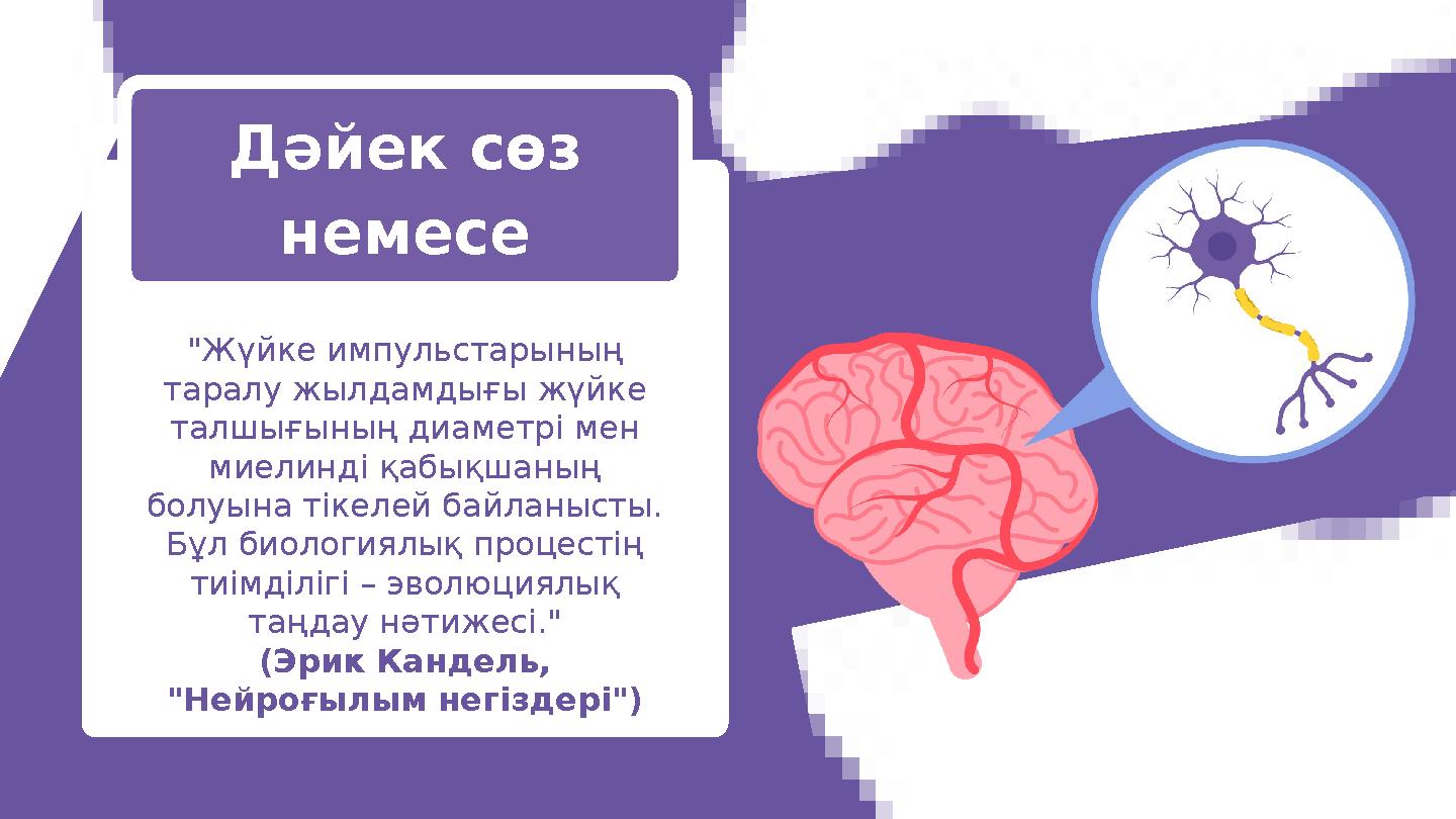 Дәйек сөз немесе цитата: "Жүйке импульстарының таралу жылдамдығы жүйке талшығының диаметрі мен миелинді қабықшаның болуын