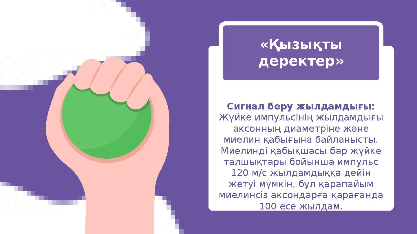 Сигнал беру жылдамдығы: Жүйке импульсінің жылдамдығы аксонның диаметріне және миелин қабығына байланысты. Миелинді қабықшасы