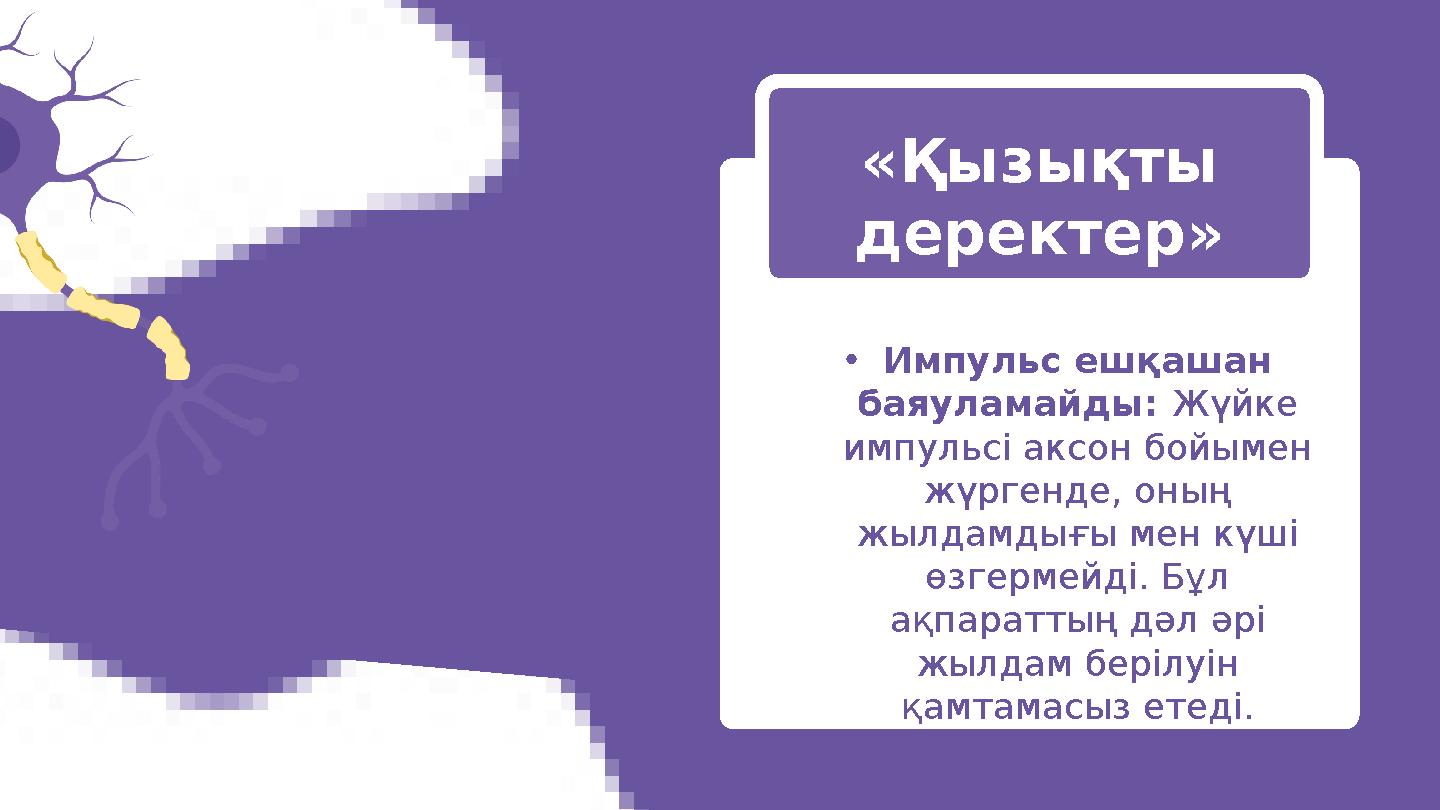 •Импульс ешқашан баяуламайды: Жүйке импульсі аксон бойымен жүргенде, оның жылдамдығы мен күші өзгермейді. Бұл ақпараттың д