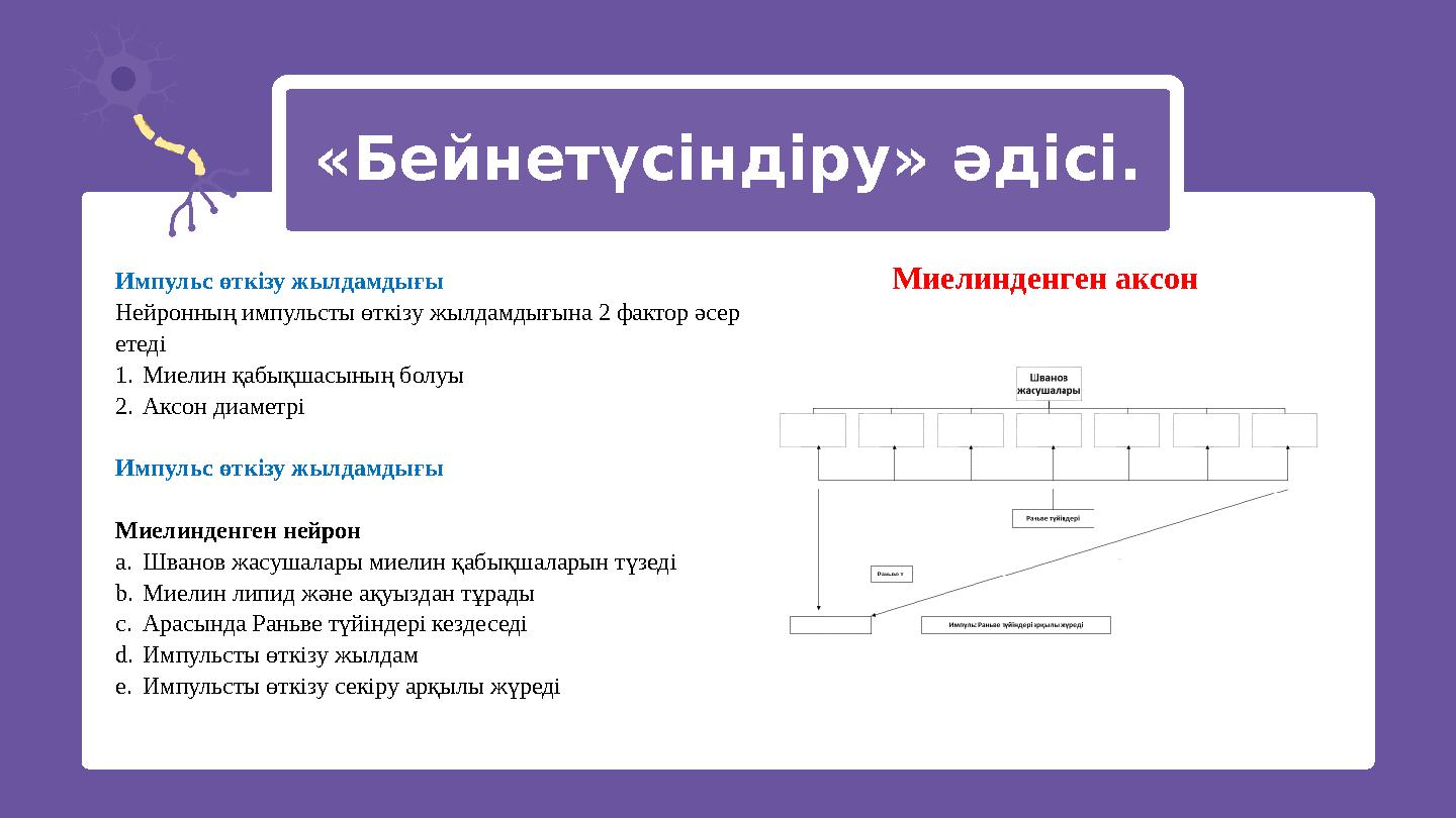 «Бейнетүсіндіру» әдісі. Импульс өткізу жылдамдығы Нейронның импульсты өткізу жылдамдығына 2 фактор әсер етеді 1.Миелин қабықш