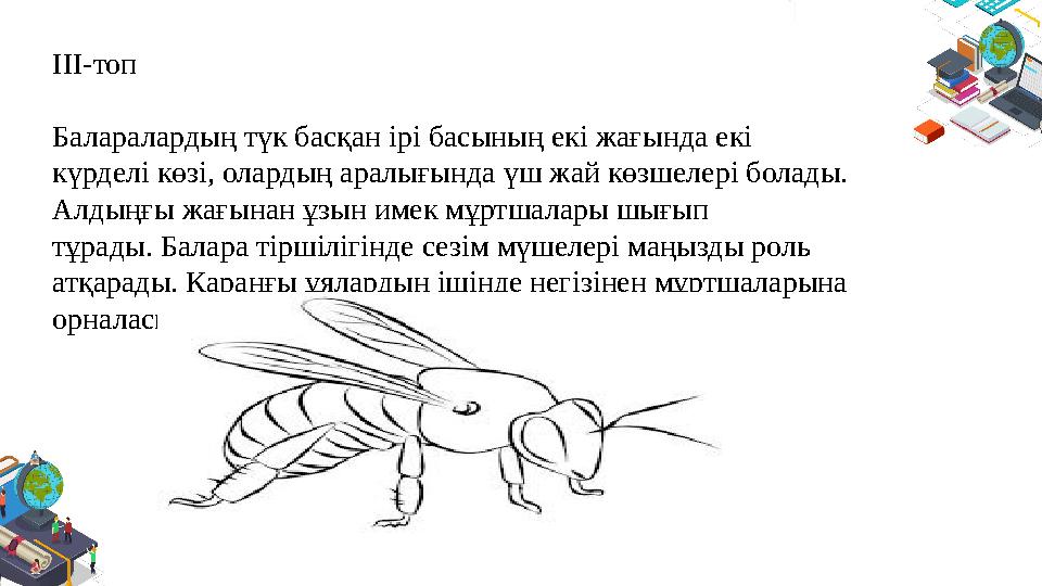 ІІІ-топ Баларалардың түк басқан ірі басының екі жағында екі күрделі көзі, олардың аралығында үш жай көзшелері болады. Алдыңғы