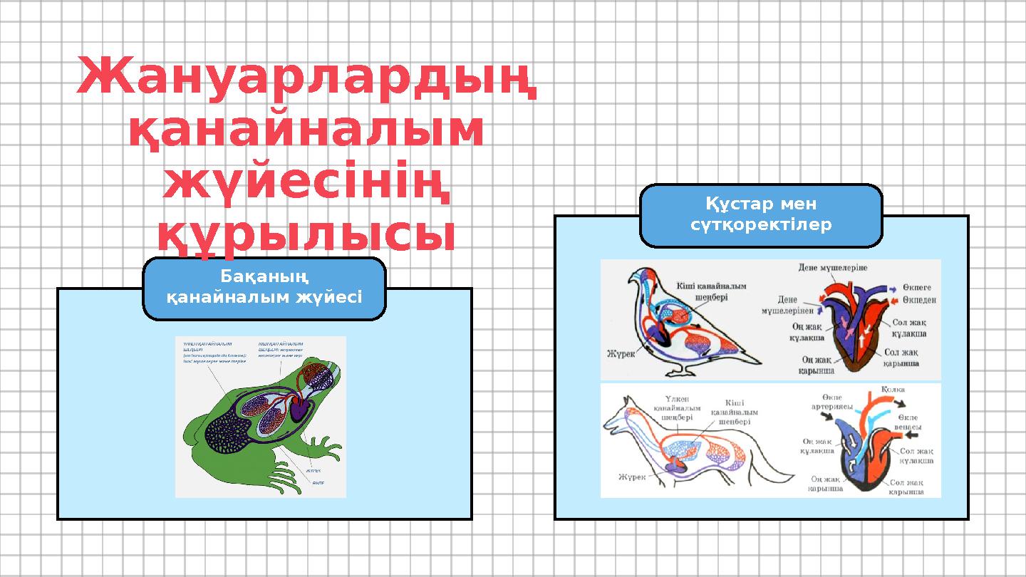 Жануарлардың қанайналым жүйесінің құрылысы Бақаның қанайналым жүйесі Құстар мен сүтқоректілер Жануарлардың қанайналым жүйесінің құрылысы Бақаның қанайналым жүйесі Құстар мен сүтқоректілер