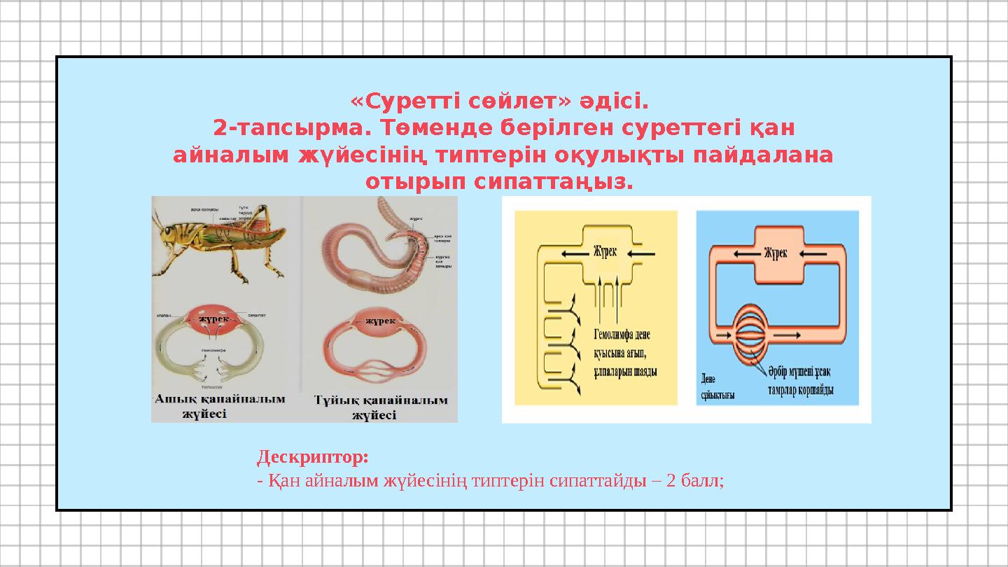 «Суретті сөйлет» әдісі. 2-тапсырма. Төменде берілген суреттегі қан айналым жүйесінің типтерін оқулықты пайдалана отырып сипат «Суретті сөйлет» әдісі. 2-тапсырма. Төменде берілген суреттегі қан айналым жүйесінің типтерін оқулықты пайдалана отырып сипат