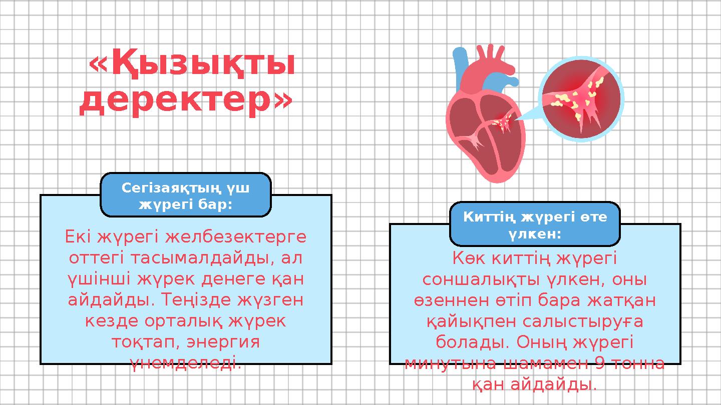Көк киттің жүрегі соншалықты үлкен, оны өзеннен өтіп бара жатқан қайықпен салыстыруға болады. Оның жүрегі минутына шамамен Көк киттің жүрегі соншалықты үлкен, оны өзеннен өтіп бара жатқан қайықпен салыстыруға болады. Оның жүрегі минутына шамамен