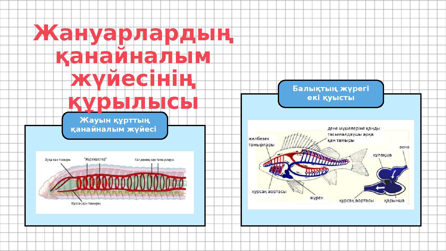 Жануарлардың қанайналым жүйесінің құрылысы Жауын құрттың қанайналым жүйесі Балықтың жүрегі екі қуысты Жануарлардың қанайналым жүйесінің құрылысы Жауын құрттың қанайналым жүйесі Балықтың жүрегі екі қуысты