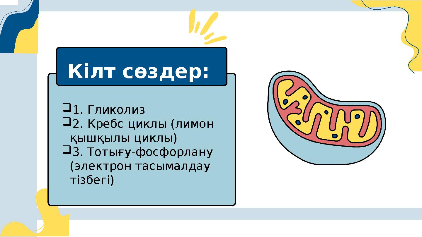 1. Гликолиз 2. Кребс циклы (лимон қышқылы циклы) 3. Тотығу-фосфорлану (электрон тасымалдау тізбегі) Кілт сөздер: