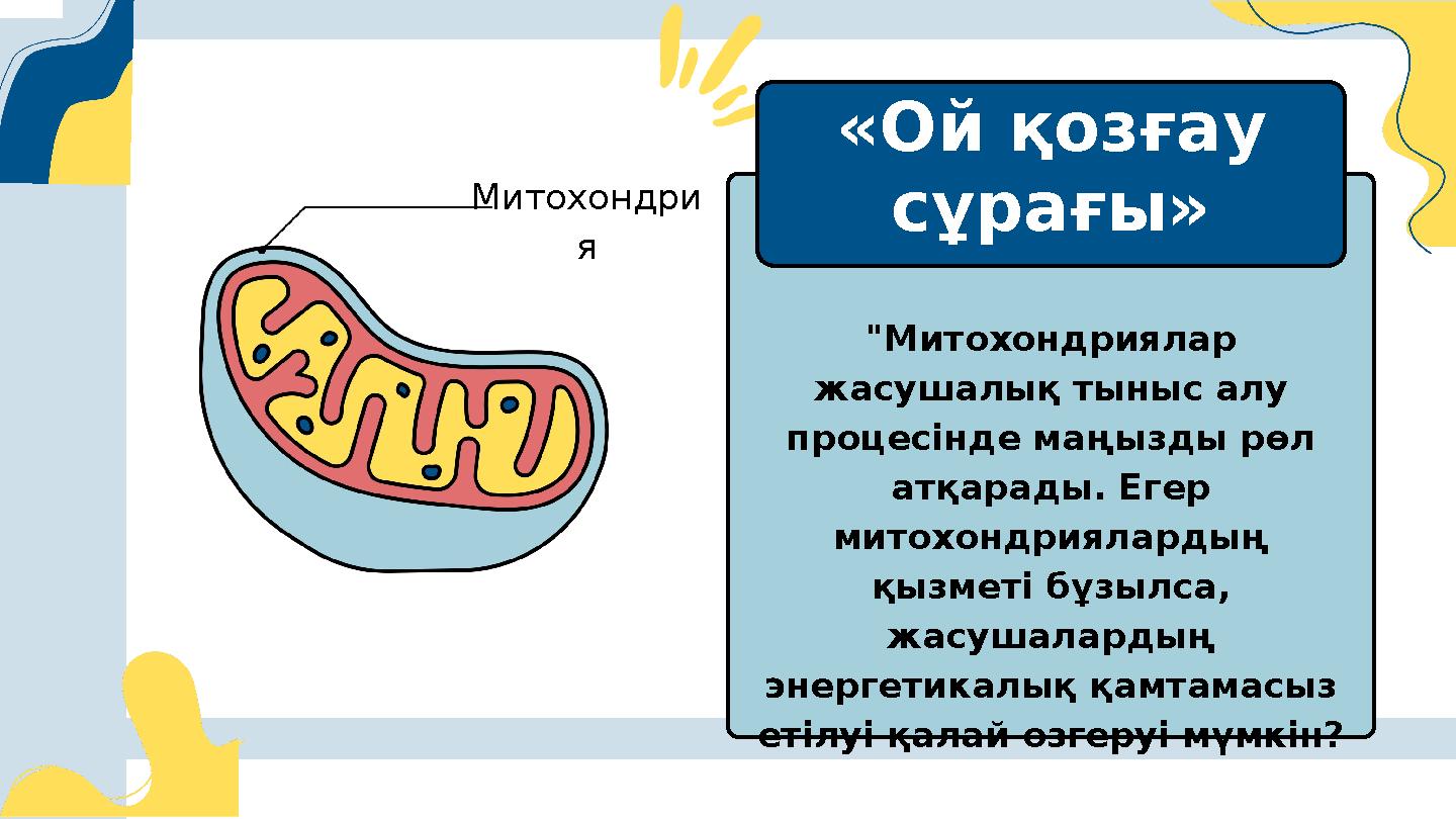 Митохондри я "Митохондриялар жасушалық тыныс алу процесінде маңызды рөл атқарады. Егер митохондриялардың қызметі бұзылса,