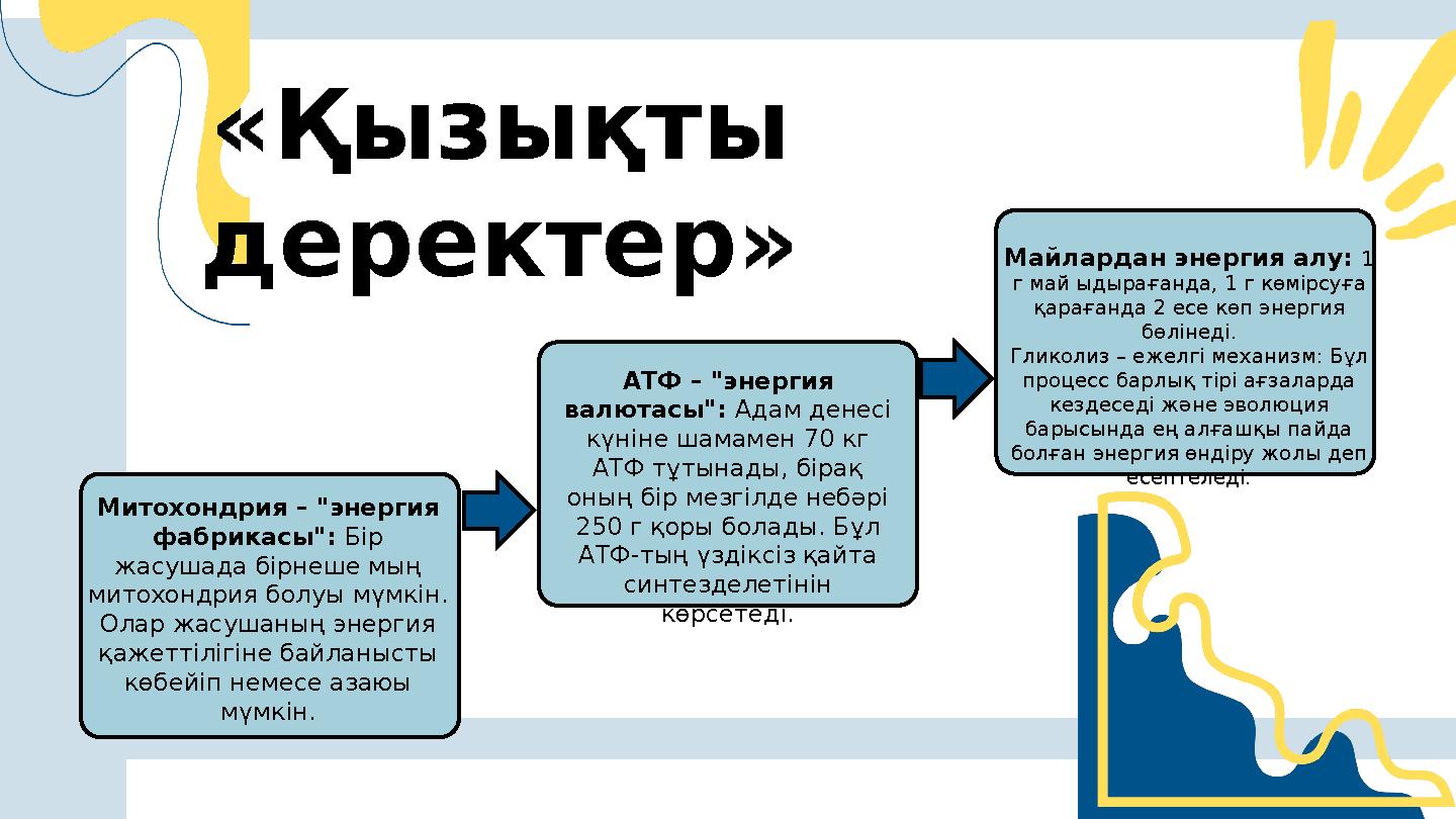 Митохондрия – "энергия фабрикасы": Бір жасушада бірнеше мың митохондрия болуы мүмкін. Олар жасушаның энергия қажеттілігіне