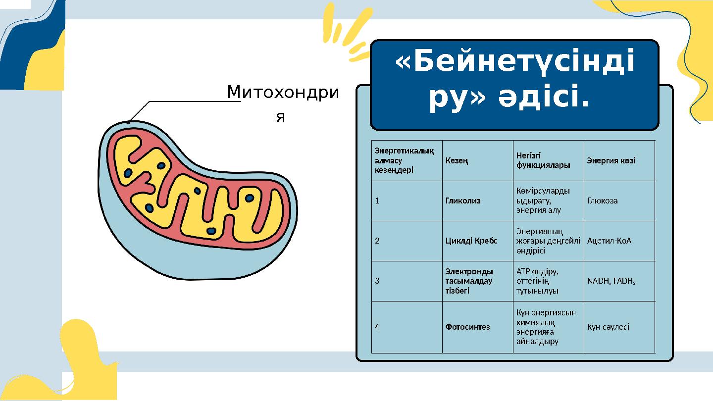 Митохондри я «Бейнетүсінді ру» әдісі. Энергетикалық алмасу кезеңдері Кезең Негізгі функциялары Энергия көзі 1 Гликолиз Көм