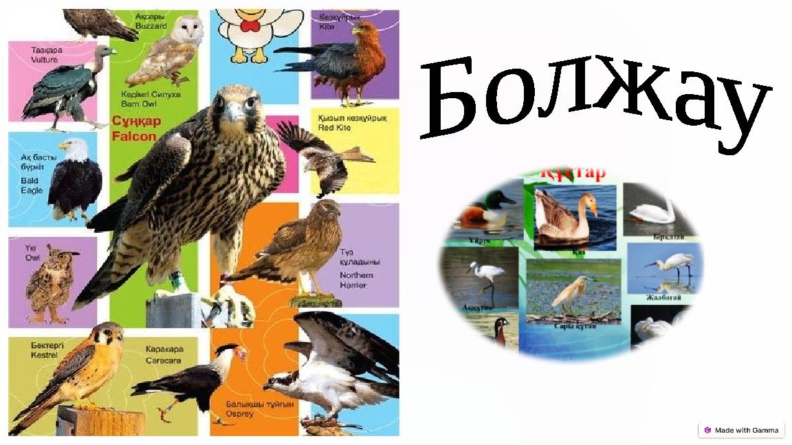 Құстар әлемі Көп мағыналы сөздер