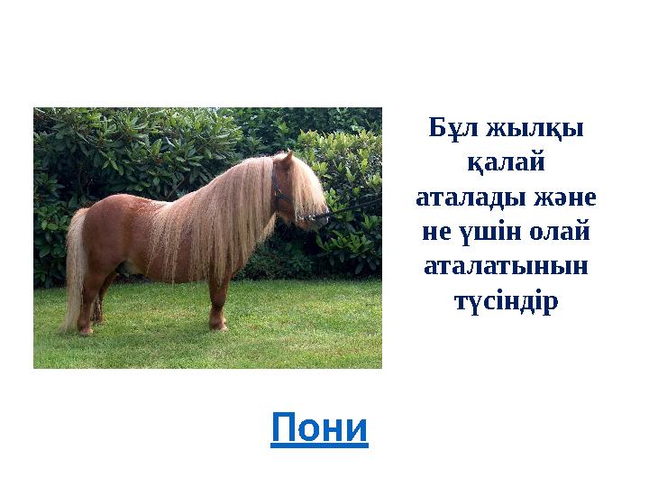 Бұл жылқы қалай аталады және не үшін олай аталатынын түсіндір Пони