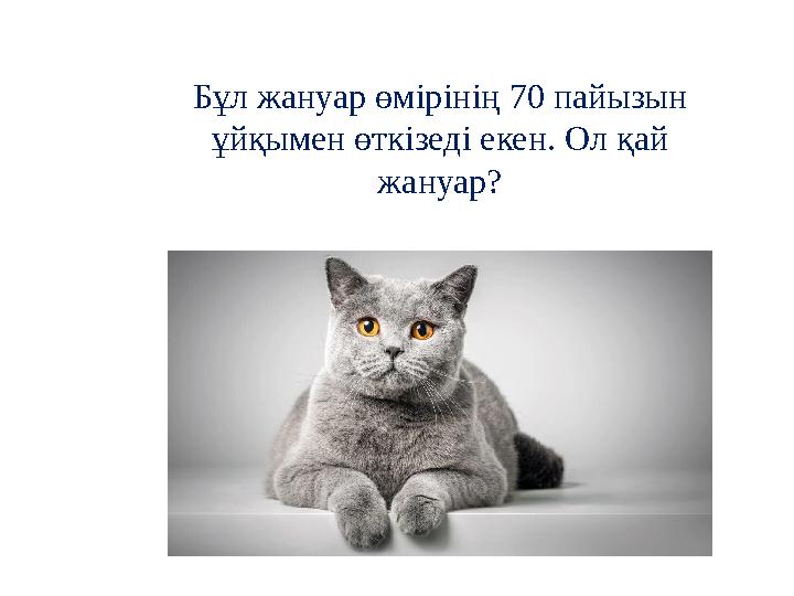 Бұл жануар өмірінің 70 пайызын ұйқымен өткізеді екен. Ол қай жануар?