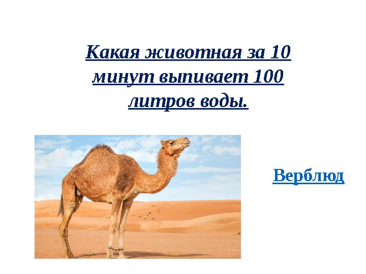 Какая животная за 10 минут выпивает 100 литров воды. Верблюд
