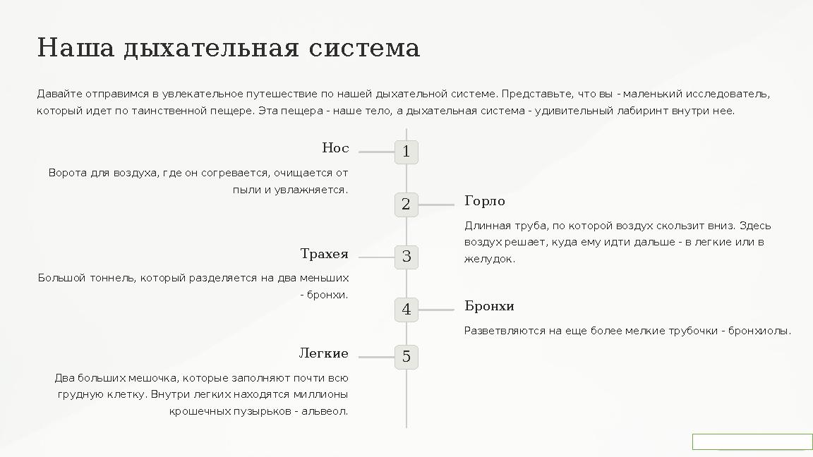 Наша дыхательная система Давайте отправимся в увлекательное путешествие по нашей дыхательной системе. Представьте, что вы - мал