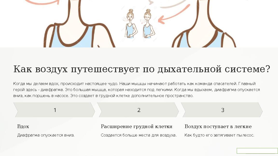 Как воздух путешествует по дыхательной системе? Когда мы делаем вдох, происходит настоящее чудо. Наши мышцы начинают работать к