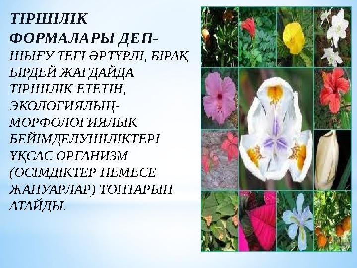 ТІРШІЛІК ФОРМАЛАРЫ ДЕП- ШЫҒУ ТЕГІ ӘРТҮРЛІ, БІРАҚ БІРДЕЙ ЖАҒДАЙДА ТІРШІЛІК ЕТЕТІН, ЭКОЛОГИЯЛЬЩ- МОРФОЛОГИЯЛЫК БЕЙІМДЕЛУШІЛІ