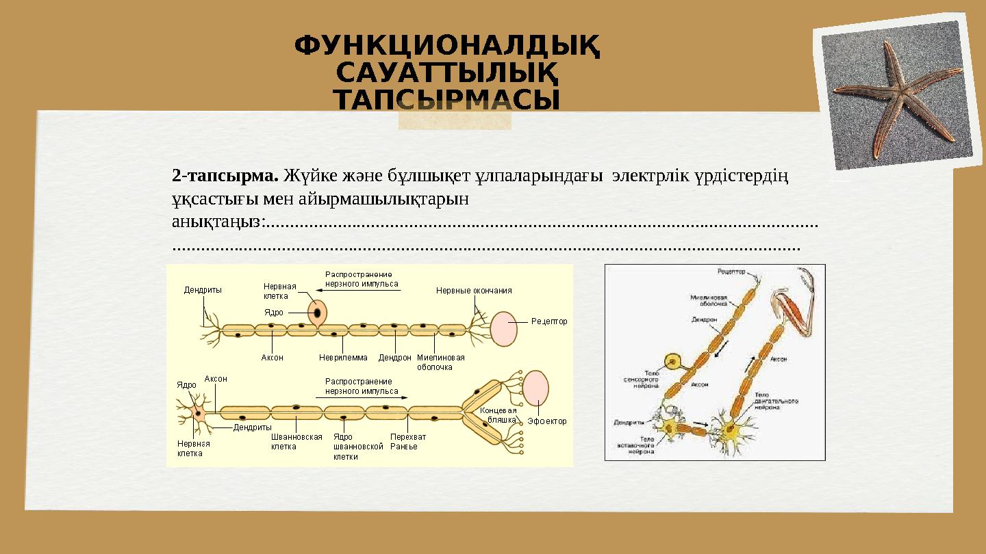 ФУНКЦИОНАЛДЫҚ САУАТТЫЛЫҚ ТАПСЫРМАСЫ 2-тапсырма. Жүйке және бұлшықет ұлпаларындағы электрлік үрдістердің ұқсастығы мен айырма