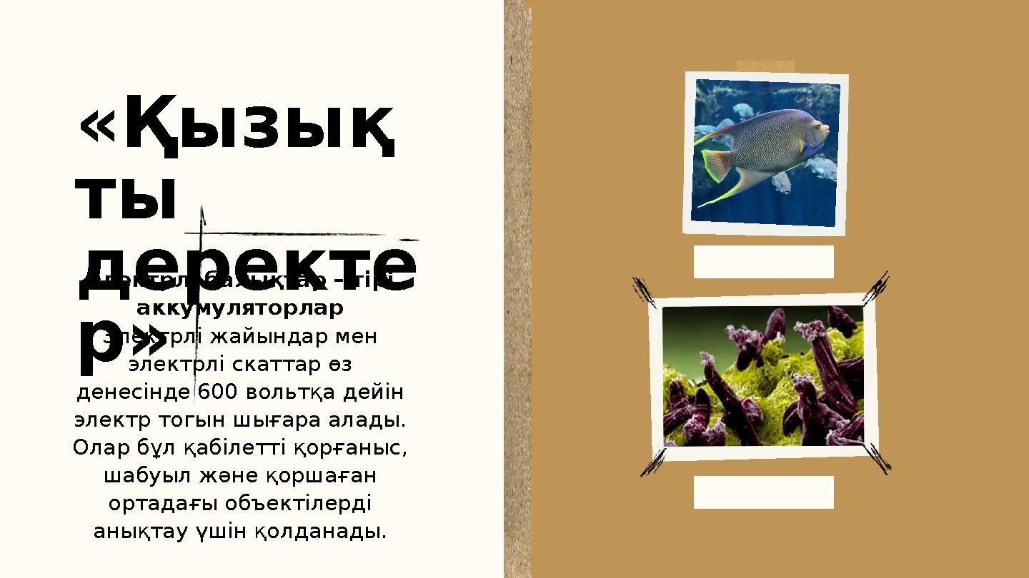 «Қызық ты деректе р» Электрлі балықтар – тірі аккумуляторлар Электрлі жайындар мен электрлі скаттар өз денесінде 600 вольтқа