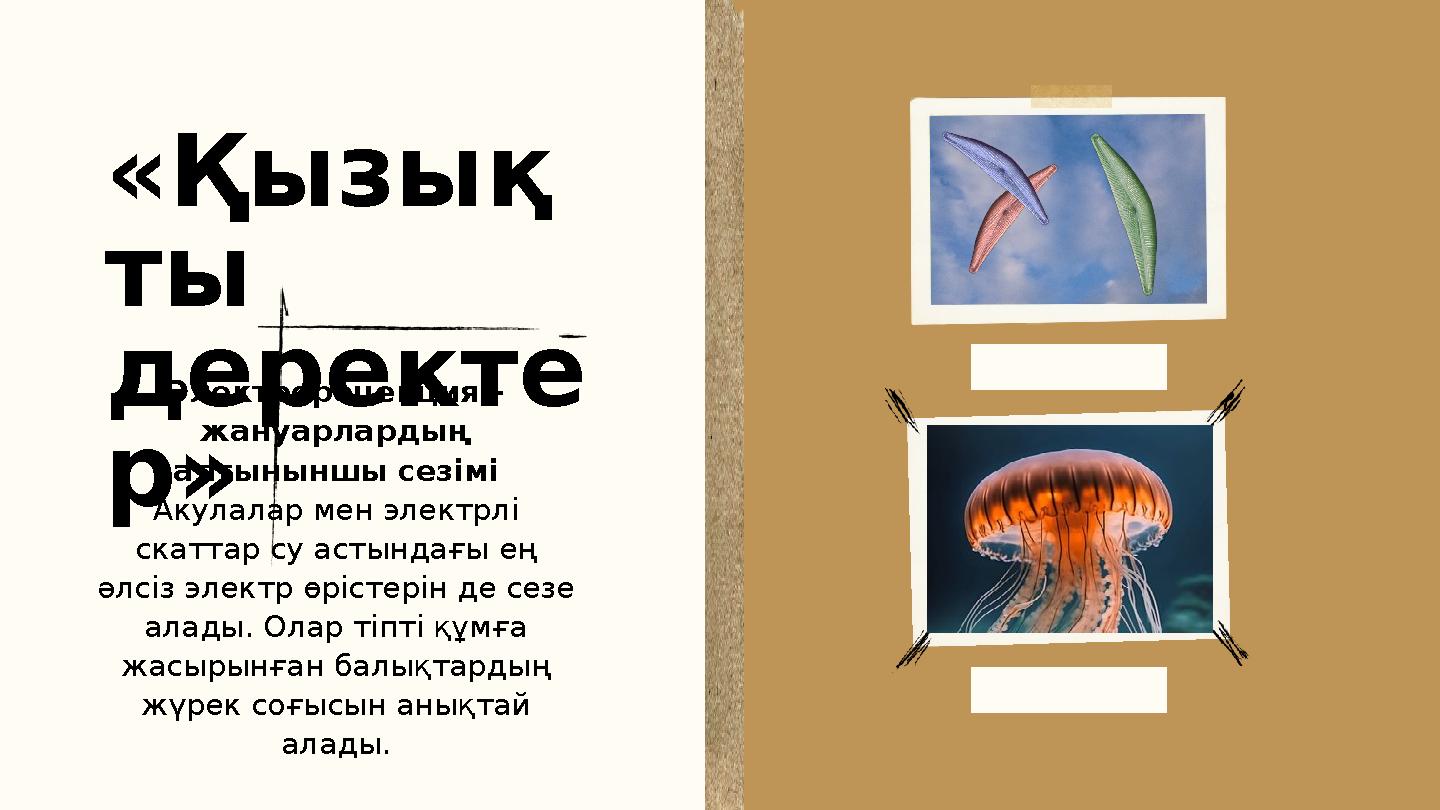 «Қызық ты деректе р» Электрорецепция – жануарлардың алтыныншы сезімі Акулалар мен электрлі скаттар су астындағы ең әлсіз эл