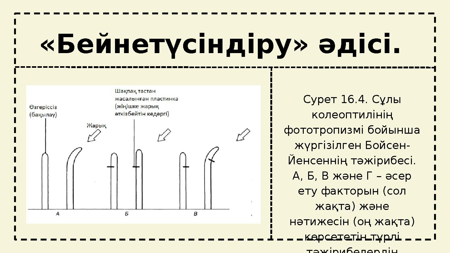 tt «Бейнетүсіндіру» әдісі. Сурет 16.4. Сұлы колеоптилінің фототропизмі бойынша жүргізілген Бойсен- Йенсеннің тәжірибесі. А,