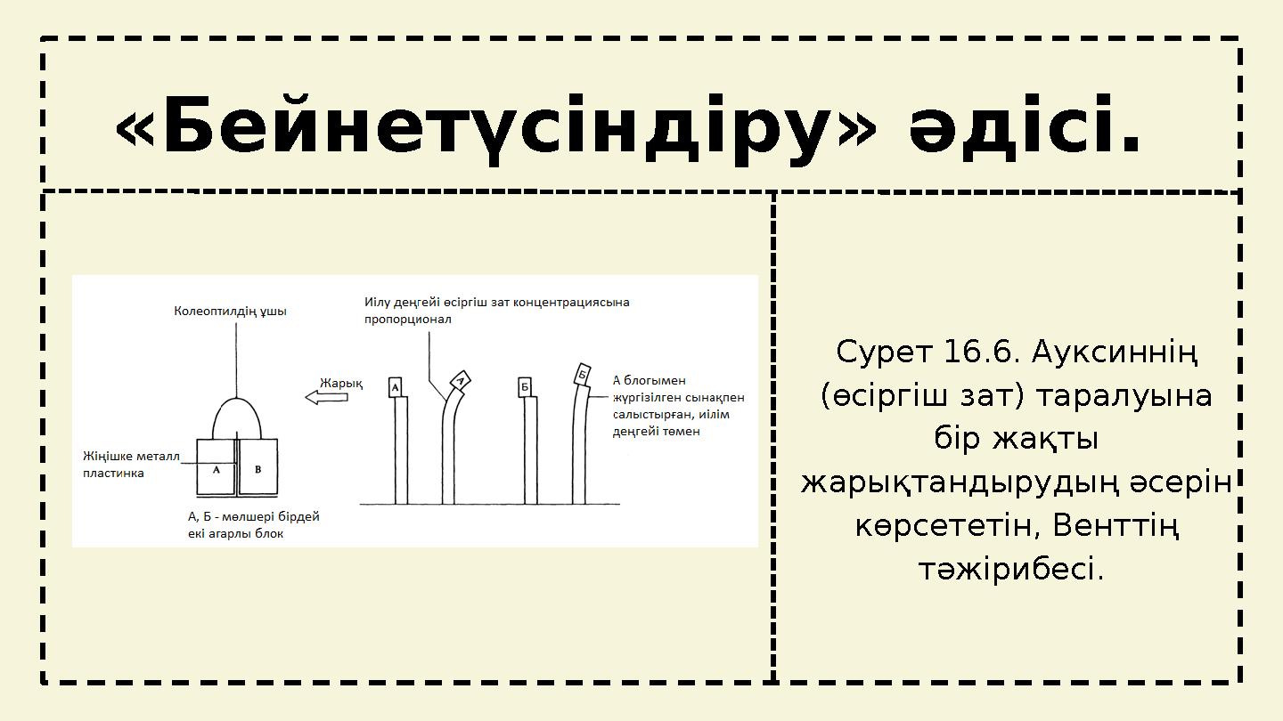 tt «Бейнетүсіндіру» әдісі. Сурет 16.6. Ауксиннің (өсіргіш зат) таралуына бір жақты жарықтандырудың әсерін көрсететін, Вентт