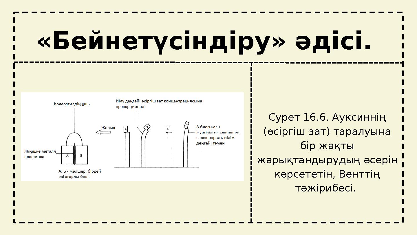 tt «Бейнетүсіндіру» әдісі. Сурет 16.6. Ауксиннің (өсіргіш зат) таралуына бір жақты жарықтандырудың әсерін көрсететін, Вентт