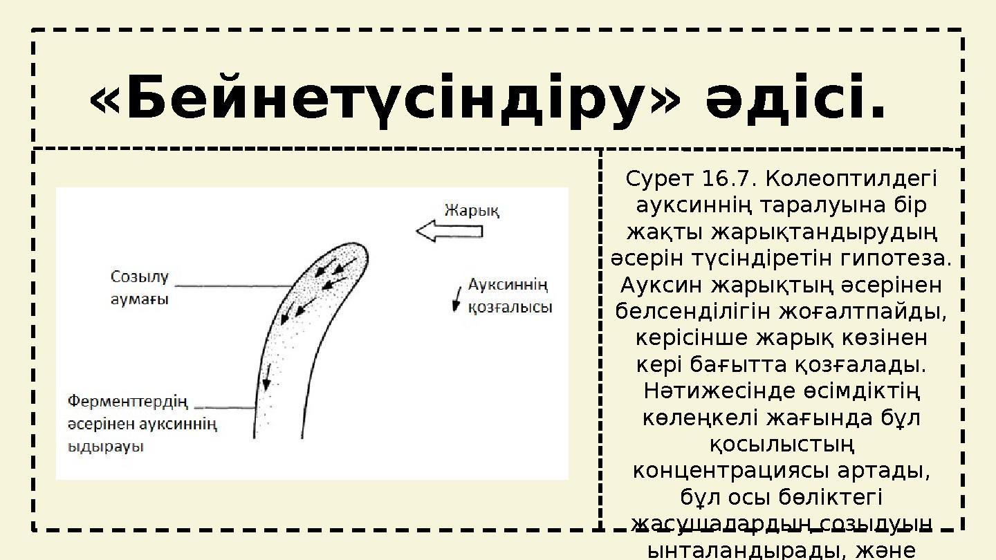 tt «Бейнетүсіндіру» әдісі. Сурет 16.7. Колеоптилдегі ауксиннің таралуына бір жақты жарықтандырудың әсерін түсіндіретін гипот