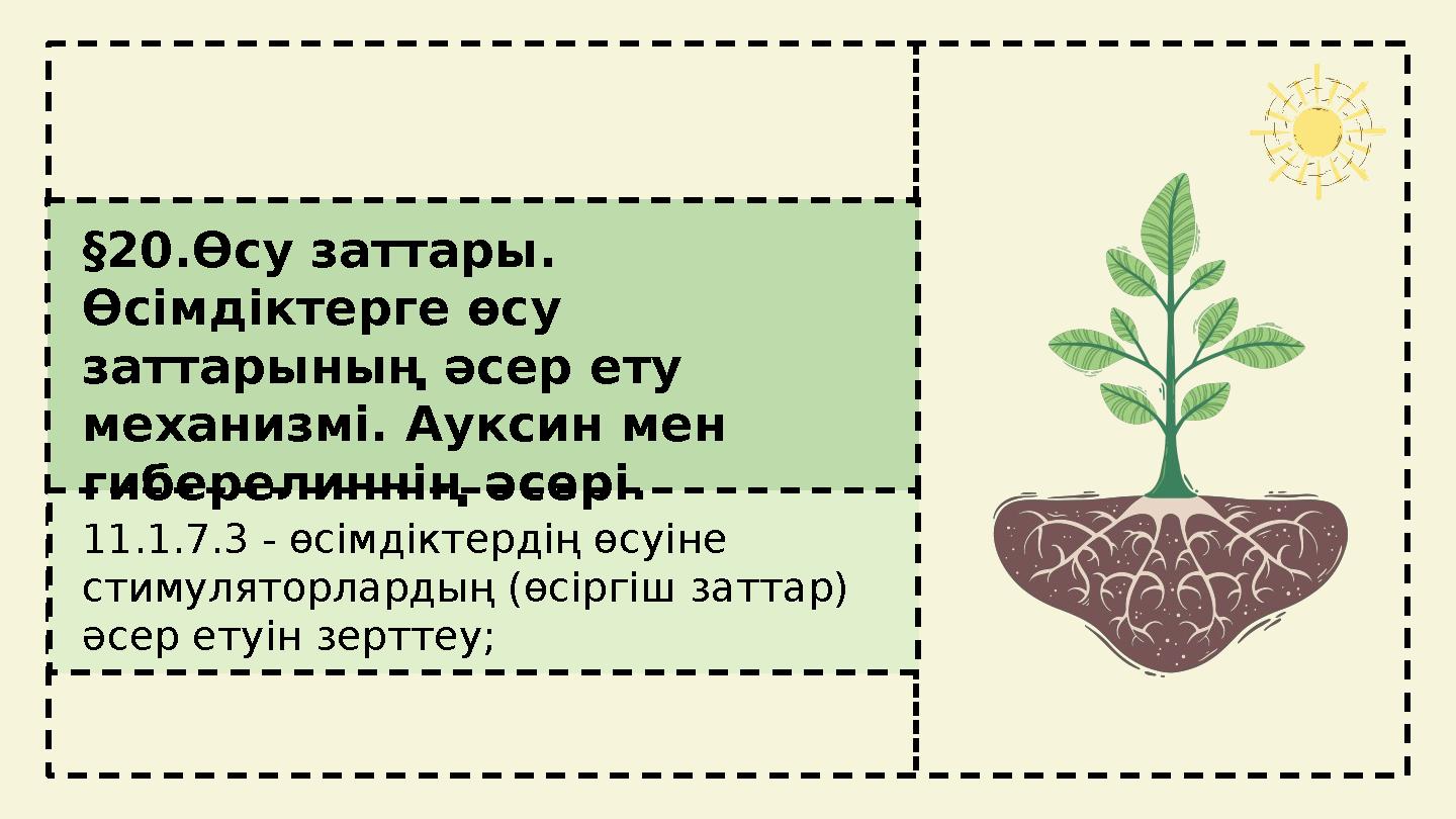 §20.Өсу заттары. Өсімдіктерге өсу заттарының әсер ету механизмі. Ауксин мен гиберелиннің әсері. 11.1.7.3 - өсімдіктердің өсу