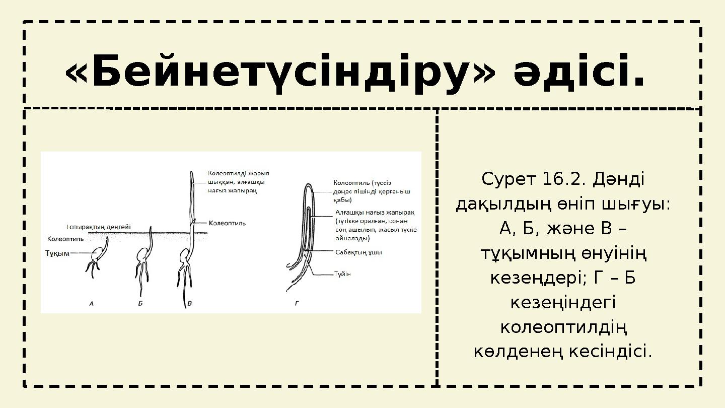 tt «Бейнетүсіндіру» әдісі. Сурет 16.2. Дәнді дақылдың өніп шығуы: А, Б, және В – тұқымның өнуінің кезеңдері; Г – Б кезеңін