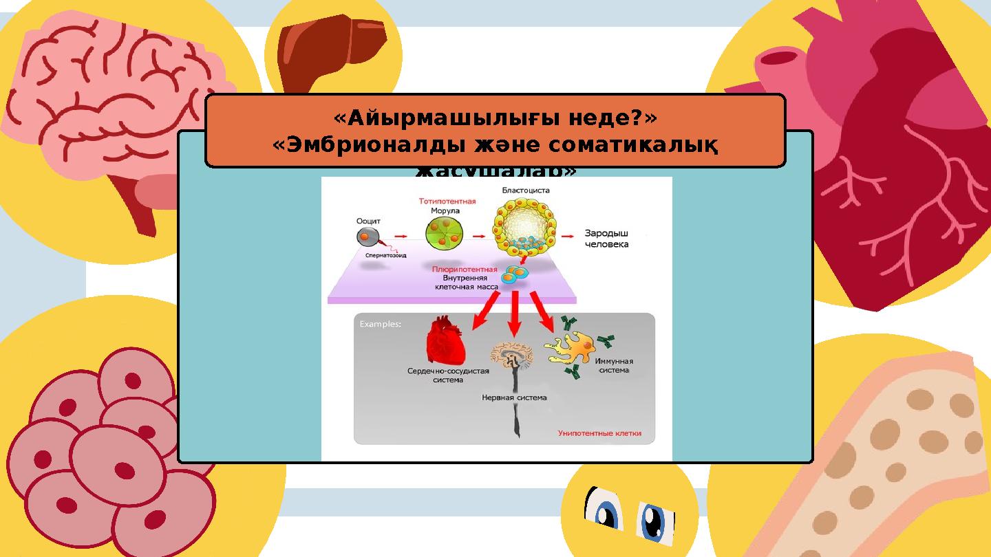 «Айырмашылығы неде?» «Эмбрионалды және соматикалық жасушалар»