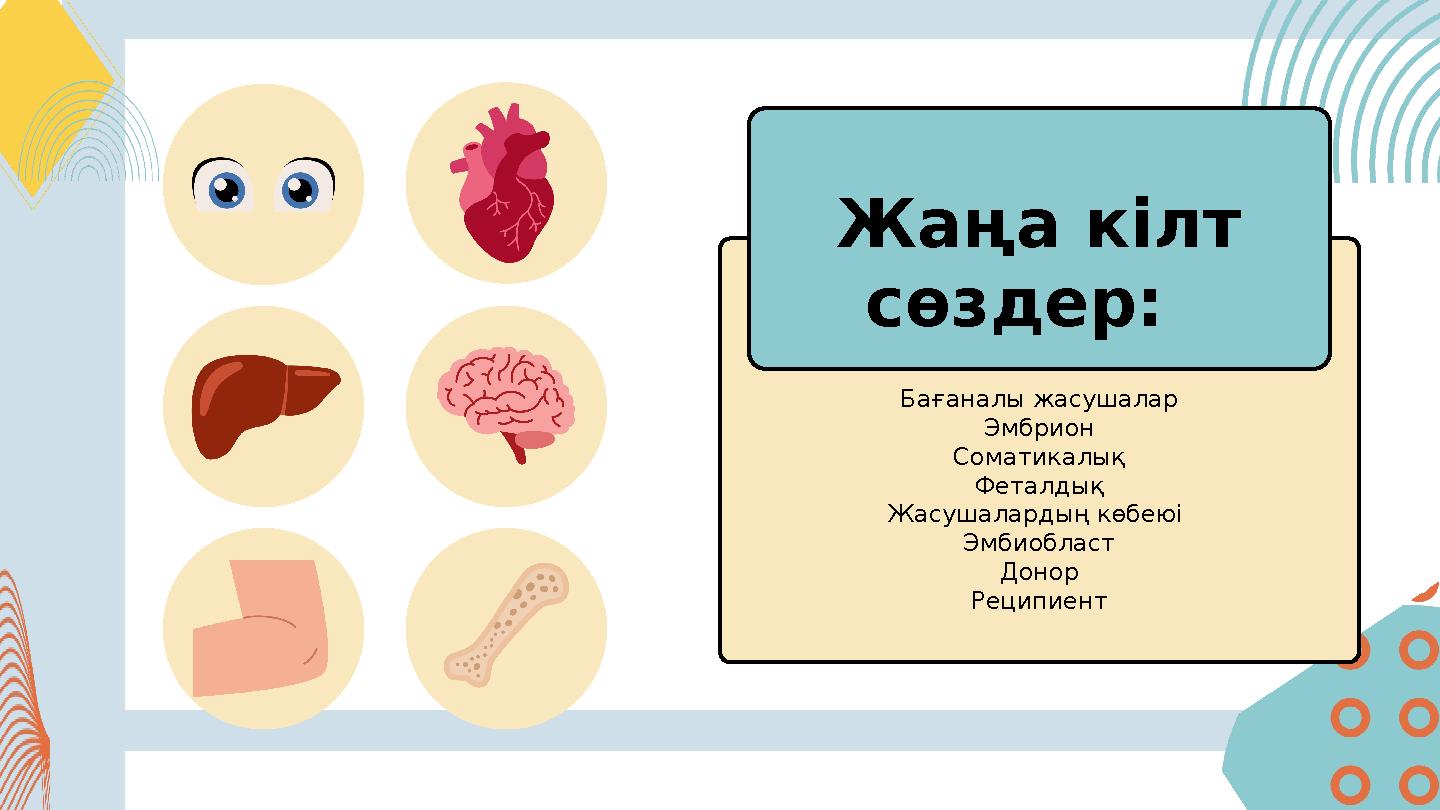 Бағаналы жасушалар Эмбрион Соматикалық Феталдық Жасушалардың көбеюі Эмбиобласт Донор Реципиент Жаңа кілт сөздер: