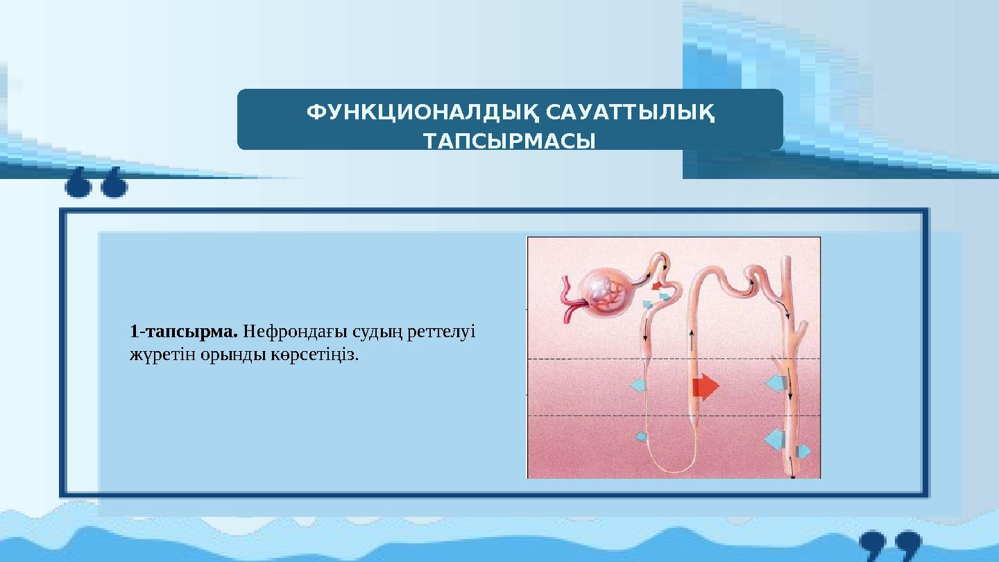ФУНКЦИОНАЛДЫҚ САУАТТЫЛЫҚ ТАПСЫРМАСЫ 1-тапсырма. Нефрондағы судың реттелуі жүретін орынды көрсетіңіз.