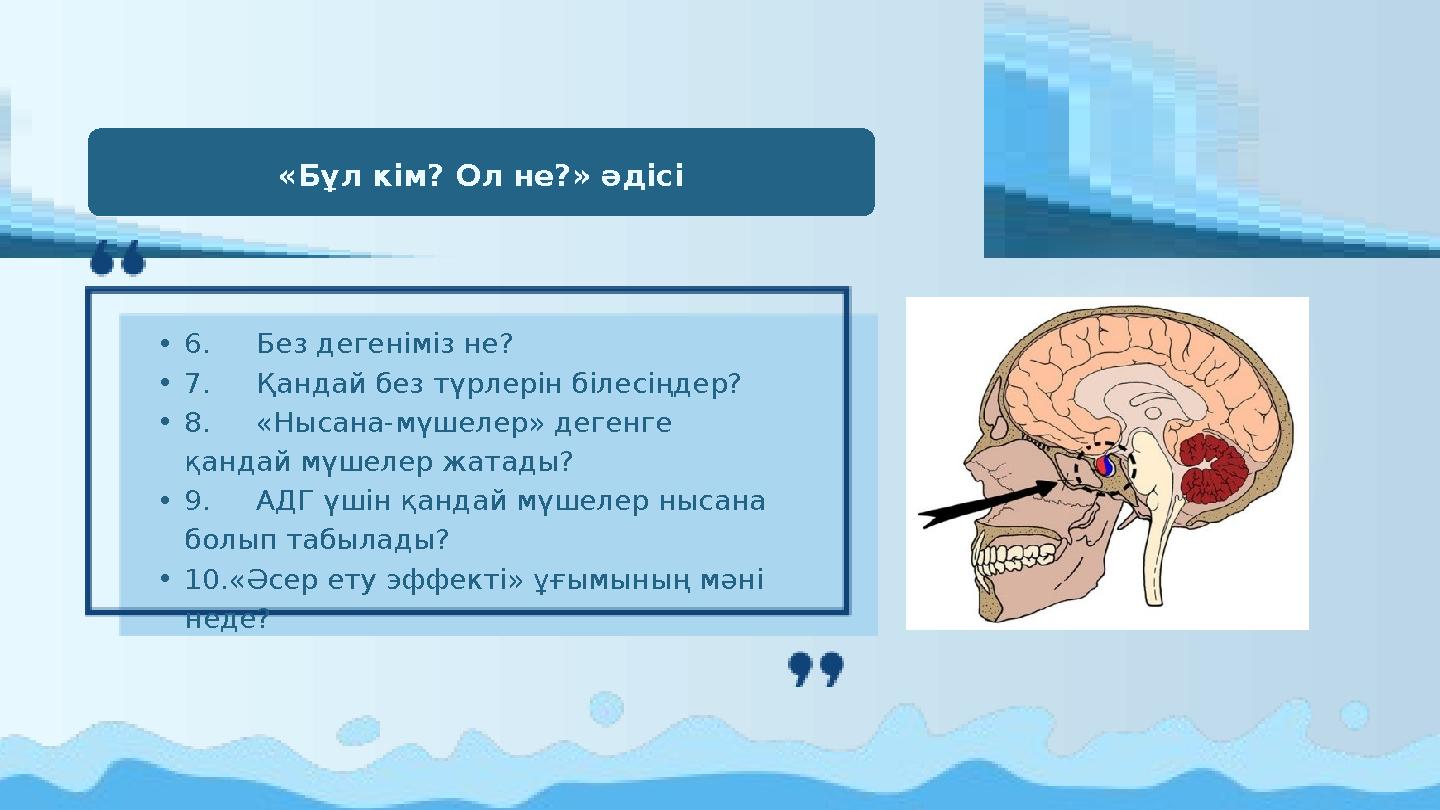 «Бұл кім? Ол не?» әдісі •6.Без дегеніміз не? •7.Қандай без түрлерін білесіңдер? •8.«Нысана-мүшелер» дегенге қандай мүшелер