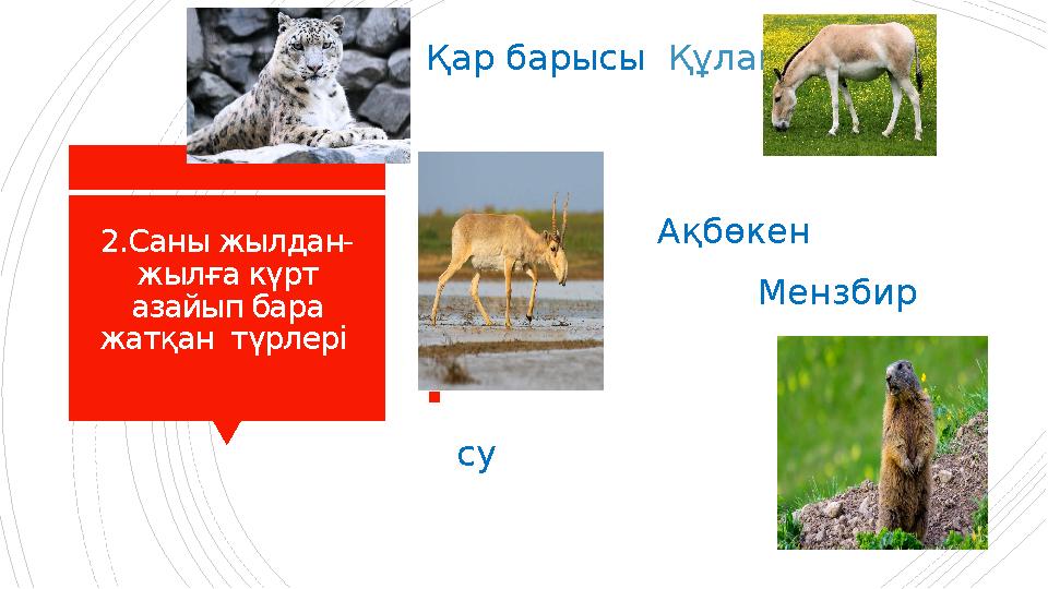 2.Саны жылдан- жылға күрт азайып бара жатқан түрлері Қар барысы Құлан 