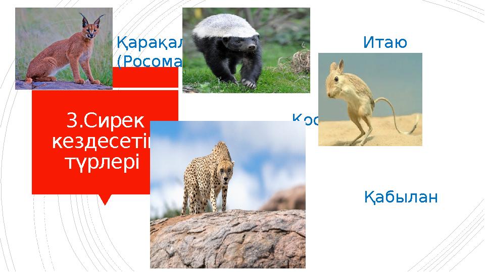 3.Сирек кездесетін түрлері Қарақал Итаю (Росомаха)